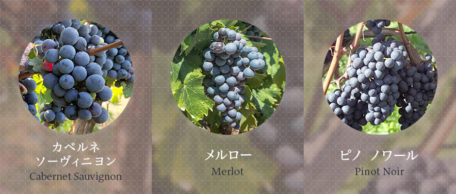 基本の白ワイン用 ブドウ品種 3種