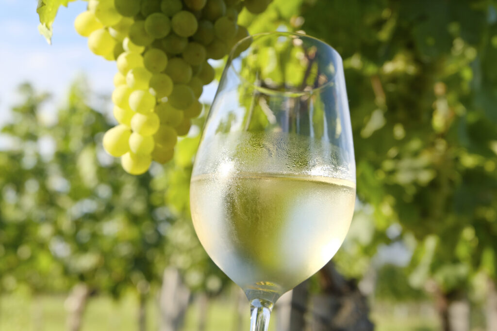 A glass of freshly poured white wine in the autumnal vineyard.