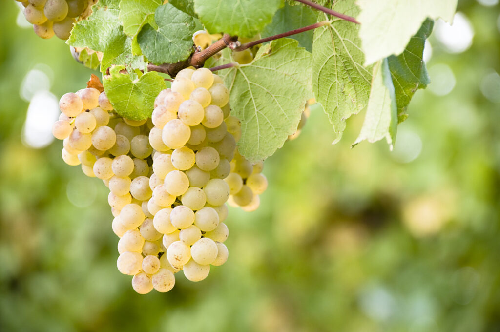 Ripe grapes ready for winemaking.